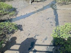 -北海金海湾红树林生态旅游区