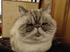 -猫色咖啡·猫咖