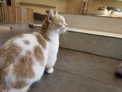 -飞行喵MR PILOT|猫舍·猫咖(静安大融城店)