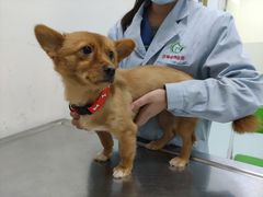 -汪喵宠物医院·骨科心脏影像·犬猫急重症ICU诊疗中心(成华分院)