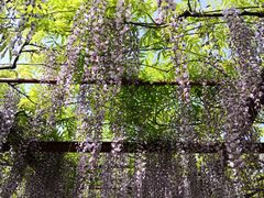 -嘉定紫藤园