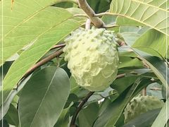 -云溪植物园