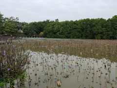 -大湾区中央湿地公园