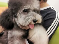-北京观赏动物医院·24小时大型综合·猫专科·异宠专科