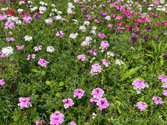 -天适樱花悠乐园