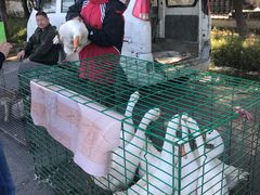 -蒲河大集