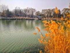 -大兴滨河森林公园