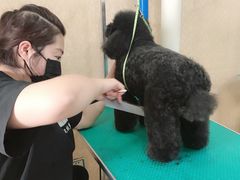 -优缇多格专业宠物美容师培训学校