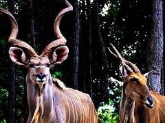 -清迈夜间动物园