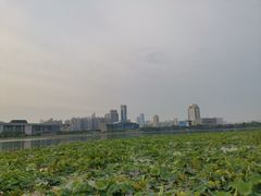 -月湖风景区