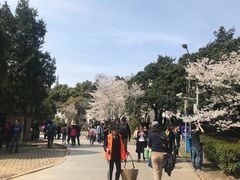 -武汉大学-樱园