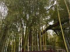 -苏家围·东江画廊旅游景区