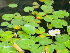 -东山雕花楼