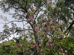 -桃花涧