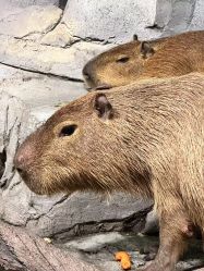 -Zoolung Zoolung动物主题公园(海信广场店)