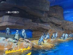 -海合安武汉极地海洋公园
