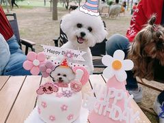 -爪吧宠物乐园·宠物泳池(温榆河示范区店)