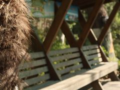 -合肥滨湖国家森林公园