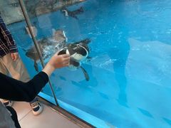 -帝企鹅自助餐厅•儿童岛•真企鹅(长隆企鹅酒店)