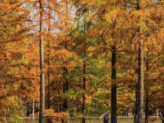 -白鹭湾湿地公园