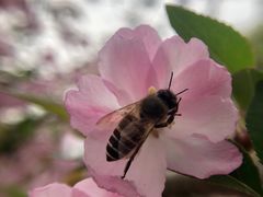 -西湖外事游船(花港观鱼码头)