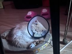 -佳雯宠物医院·皮肤科·内外科(春晓路分院)