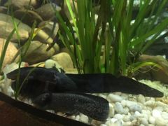 -悉尼海洋生物水族馆