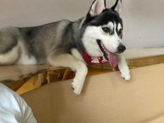 -Husky Go! 哈士奇体验馆·宠物咖啡厅狗咖