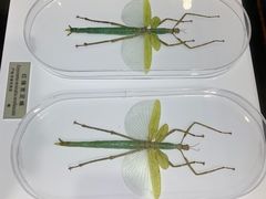 -上海昆虫博物馆