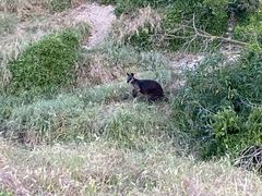 -企鹅岛