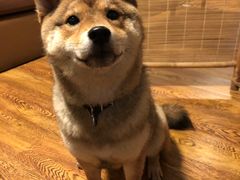 -柴务处·柴犬主题狗咖