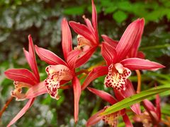 -中国科学院华南植物园