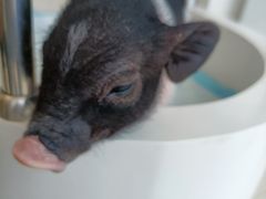 -怪兽屋·羊驼·猫咖·狗咖(俊华广场店)