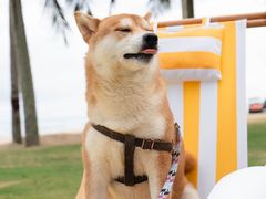 -石梅湾艾美度假酒店