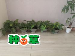 -SILKTONE诗丽堂美容