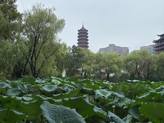 -长兴太湖图影湿地文化园
