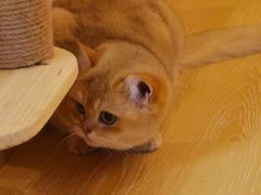 金桔-猫咪派对(江南西店)