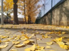 -三里屯东五街银杏大道