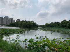-新江湾城公园