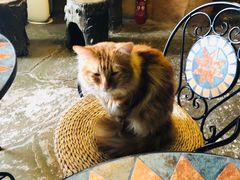 -猫猫幼稚园·撸猫·桌游·电玩