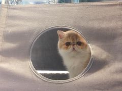 -momokira米努特·德文卷毛猫·棉花面纱犬