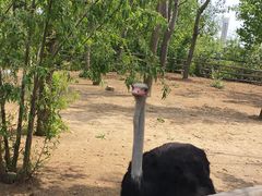 -大连森林动物园