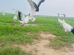 -盐城丹顶鹤湿地生态旅游区