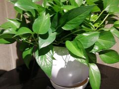-肯德基(宝利丰店)