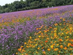 -紫颐香薰山谷景区