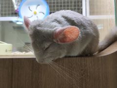 -藦茜花园宠物主题亲子互动体验馆(国顺东路店)
