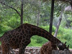 -北京野生动物园