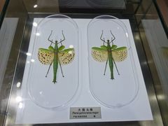 -上海昆虫博物馆