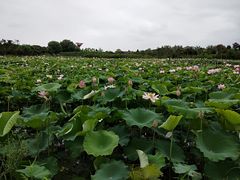 -武汉紫薇都市田园