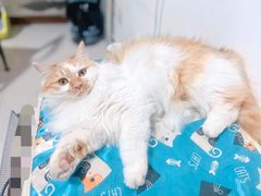 -pd派德宠物中心医院24H急重症·眼科中心·血液透析中心(嵩山北路店)